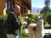 Collahua - spotkanie z lamą